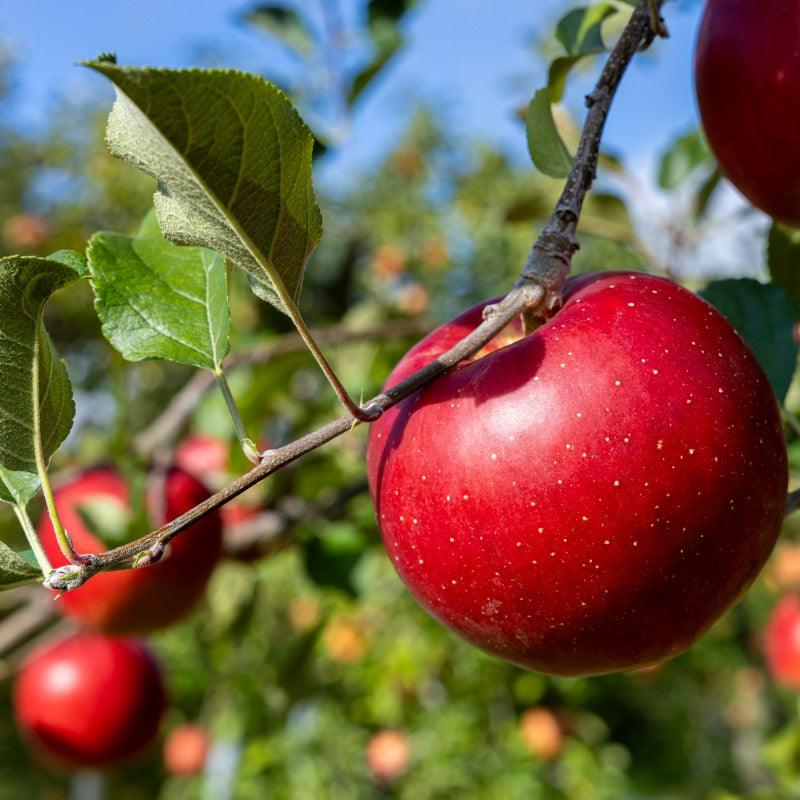Empire Apple Tree Grow Organic