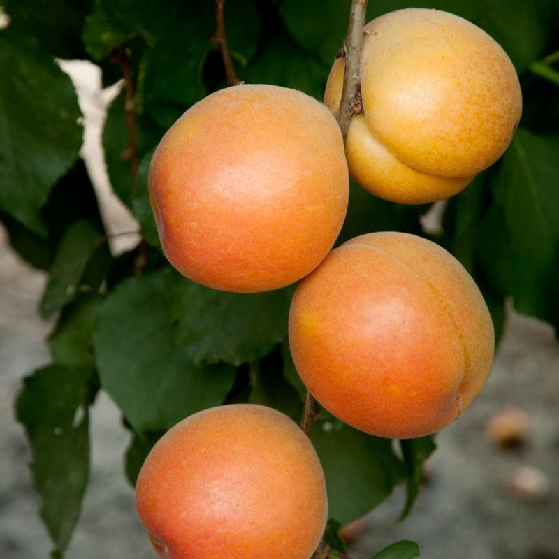 Katy Apricot Tree Semi-Dwarf BareRoot Grow Organic