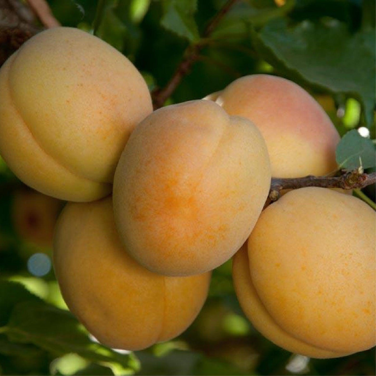 Aprium Summer Delight Tree Grow Organic