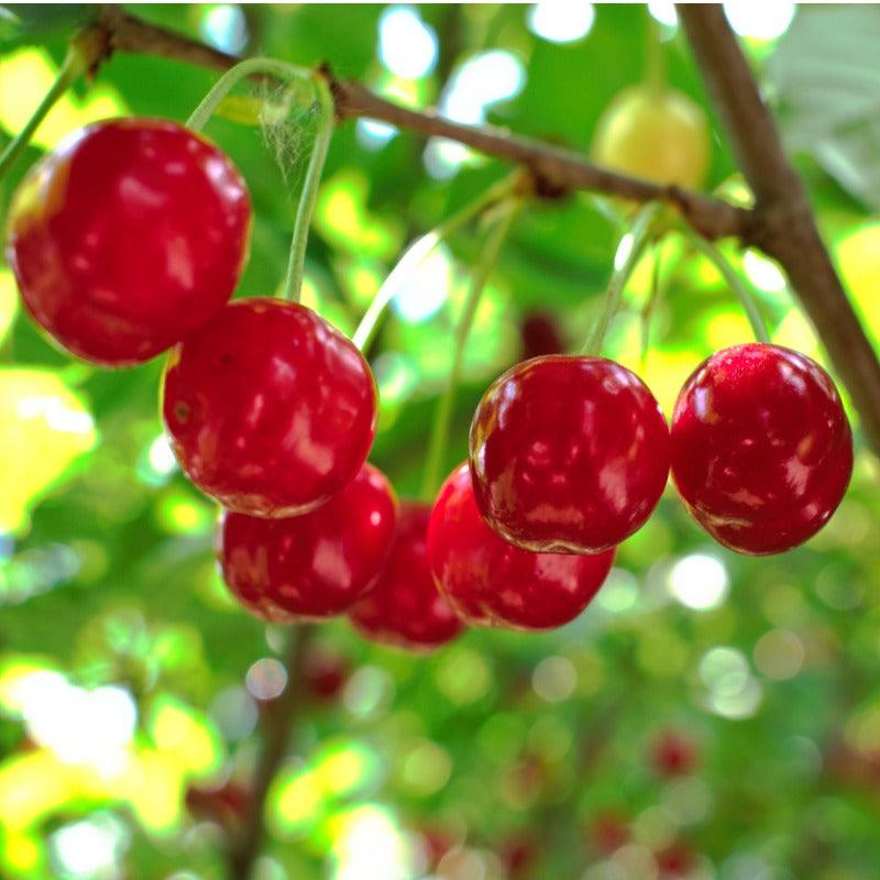 Van Cherry Tree Grow Organic