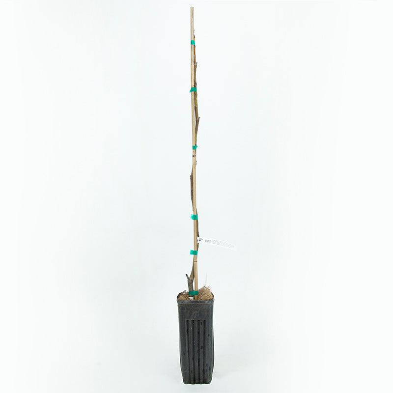Desert King Fig Tree Grow Organic