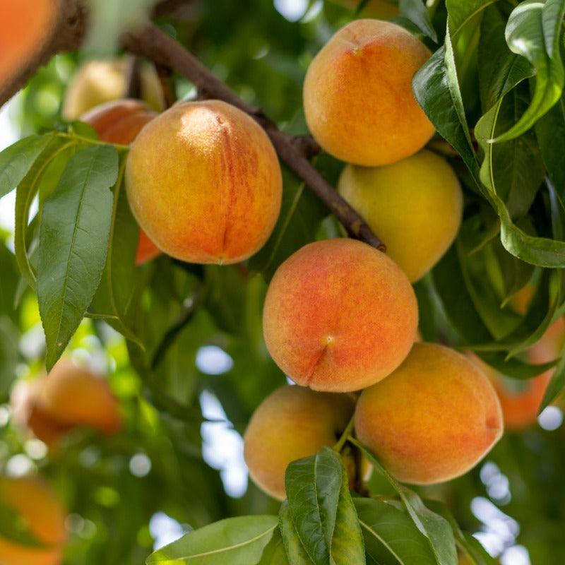 O'Henry Peach Tree Semi-Dwarf BareRoot Grow Organic
