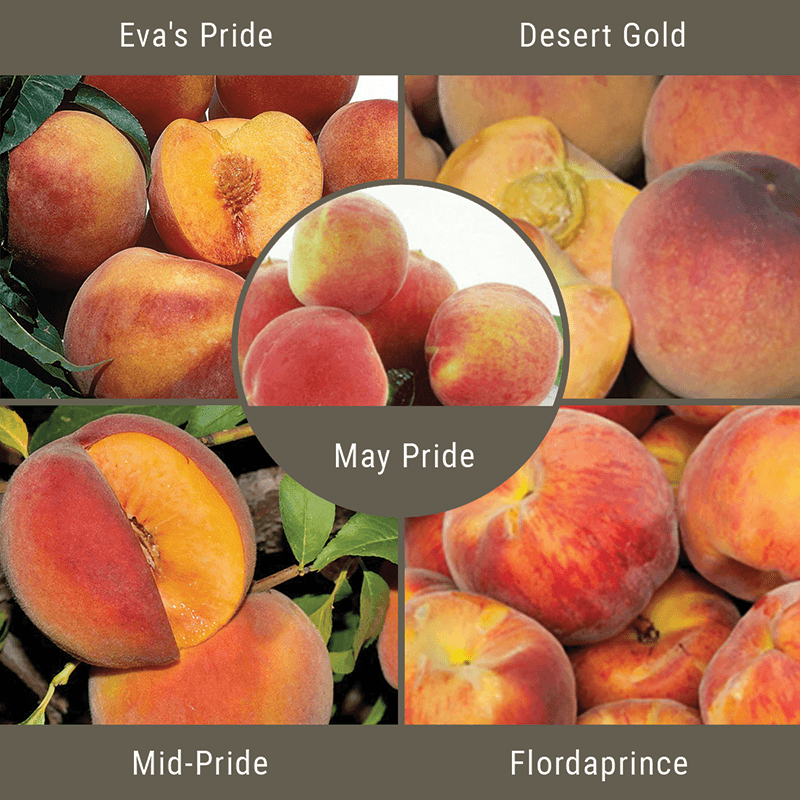 Low Chill Requirement Peaches, 5 on 1 Multiple Grafted Fruit Tree Grow Organic