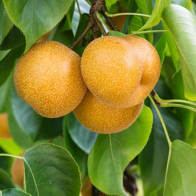 Hosui Asian Pear Tree Grow Organic
