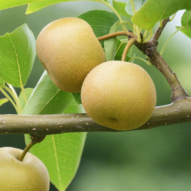 Shinseiki Asian Pear Tree Grow Organic