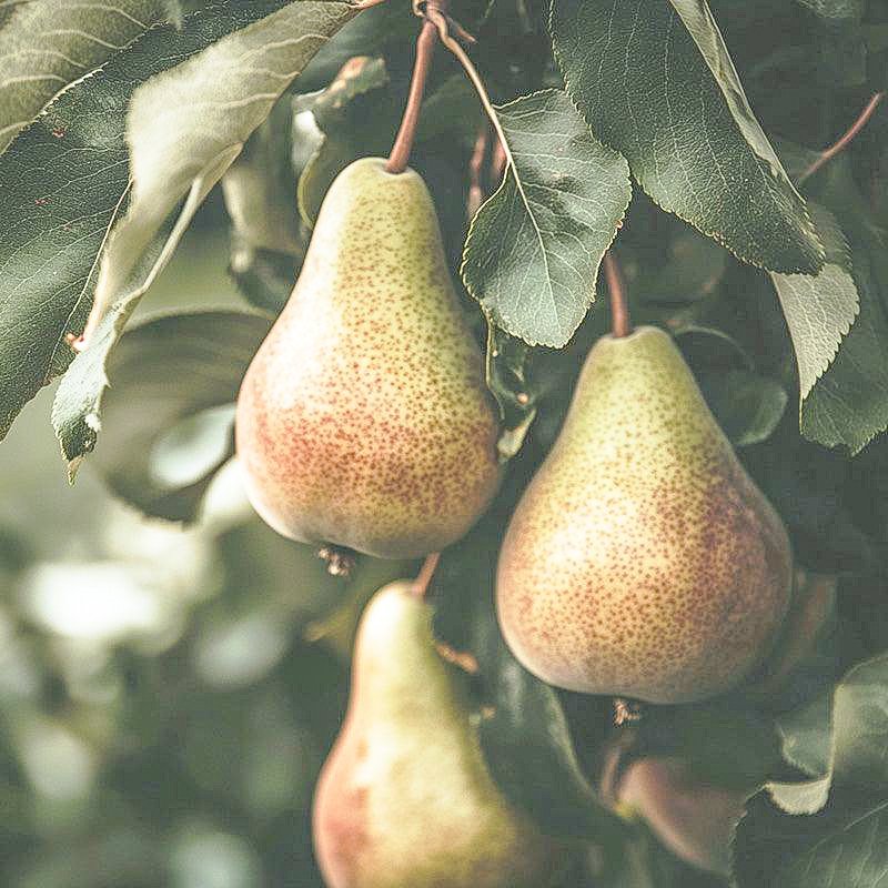 Warren Pear Tree Grow Organic