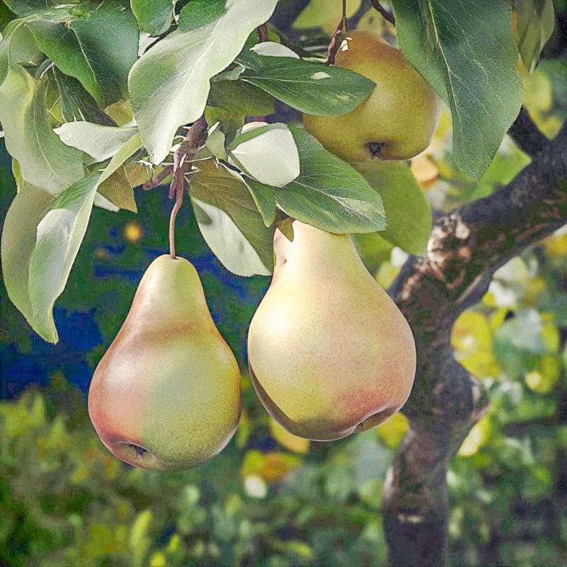 Warren Pear Tree Grow Organic