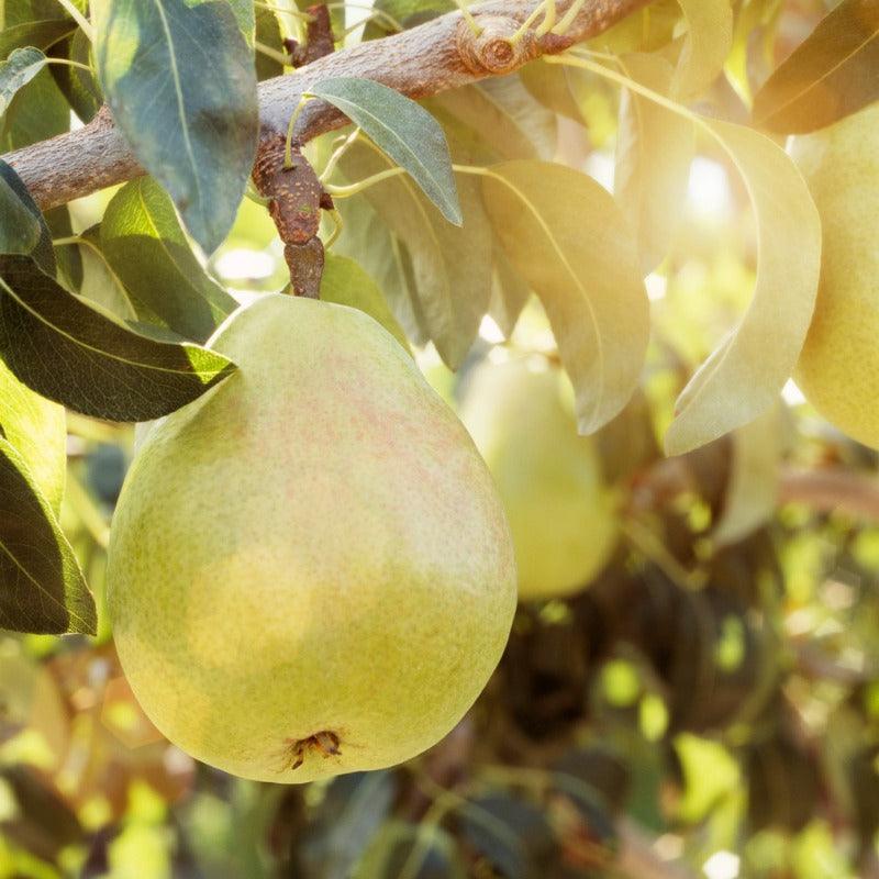 D'Anjou Pear Tree Grow Organic