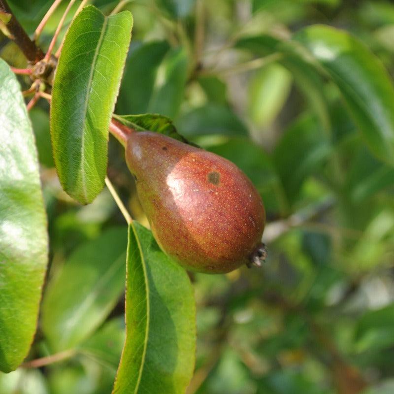 Red D'Anjou Pear Tree Grow Organic