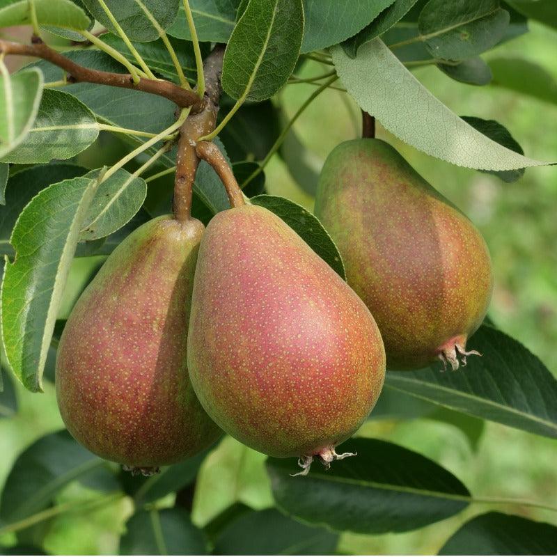 Seckel Pear Tree Grow Organic