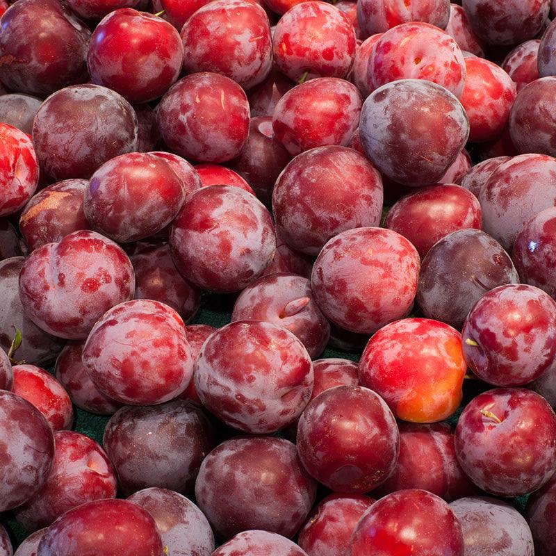 Santa Rosa Plum Tree Semi-Dwarf BareRoot Grow Organic