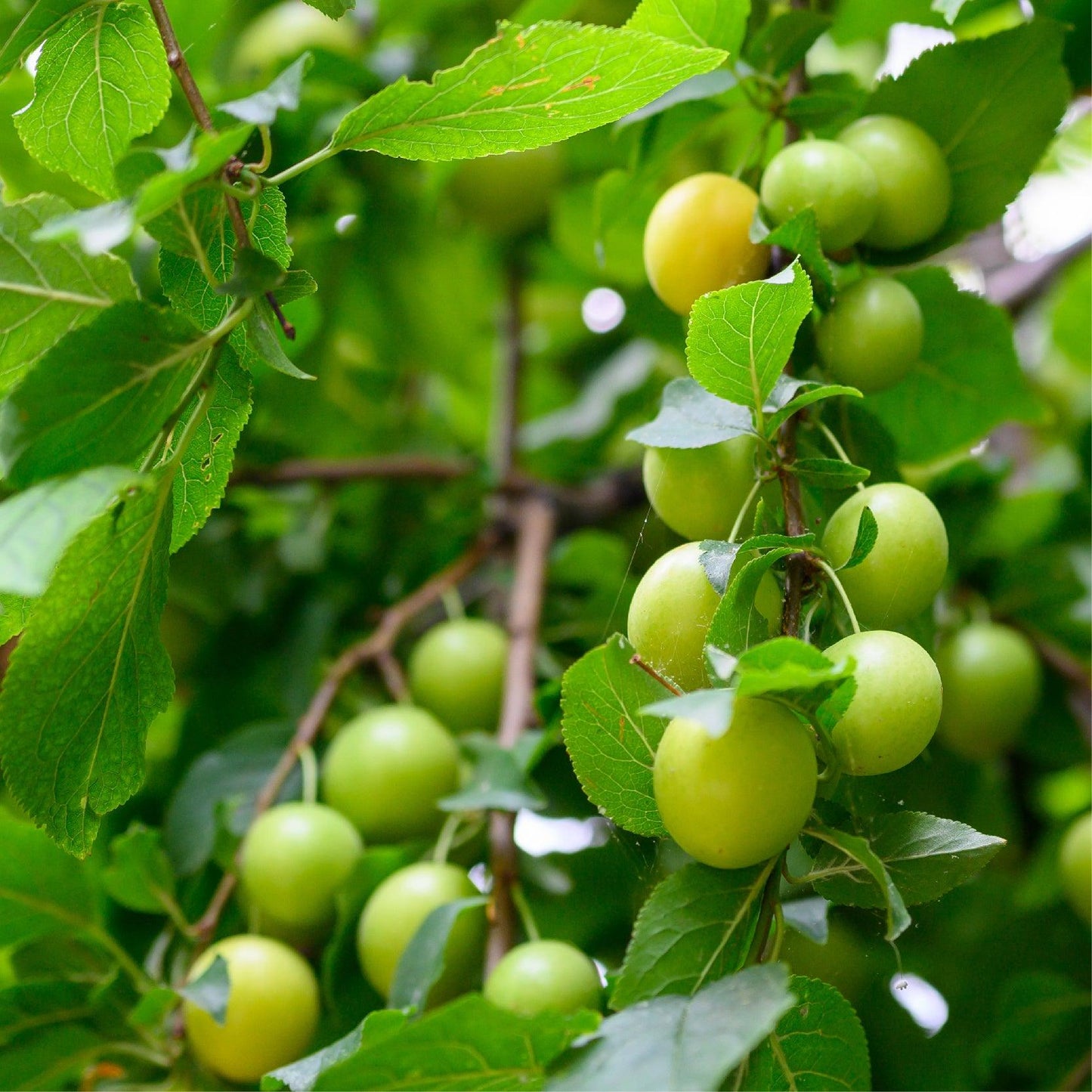 Emerald Beaut Plum Tree Grow Organic
