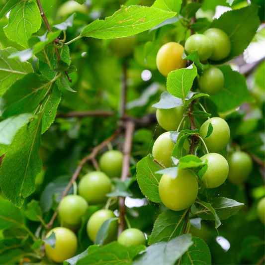 Emerald Beaut Plum Tree Grow Organic