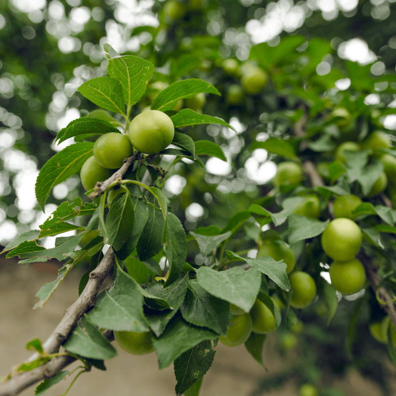 Emerald Beaut Plum Tree Grow Organic