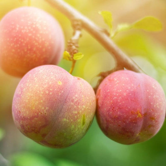 Flavor Supreme Pluot Tree Semi-Dwarf BareRoot Grow Organic