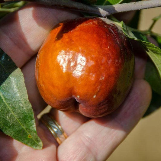 Jujube Shanxi Li Tree Grow Organic
