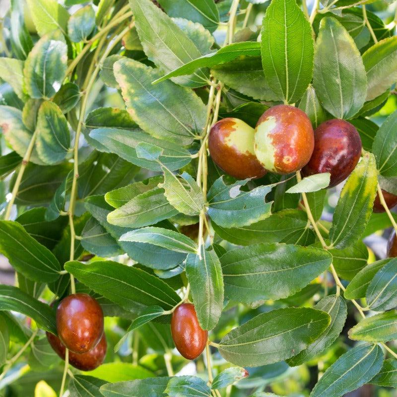Lang Jujube Tree Grow Organic