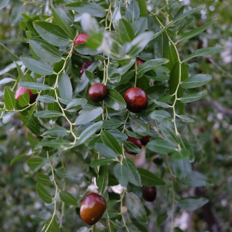 Li Jujube Tree Grow Organic