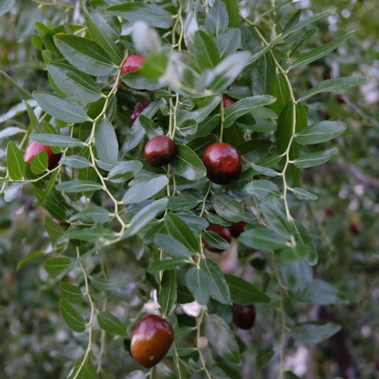 Li Jujube Tree Grow Organic