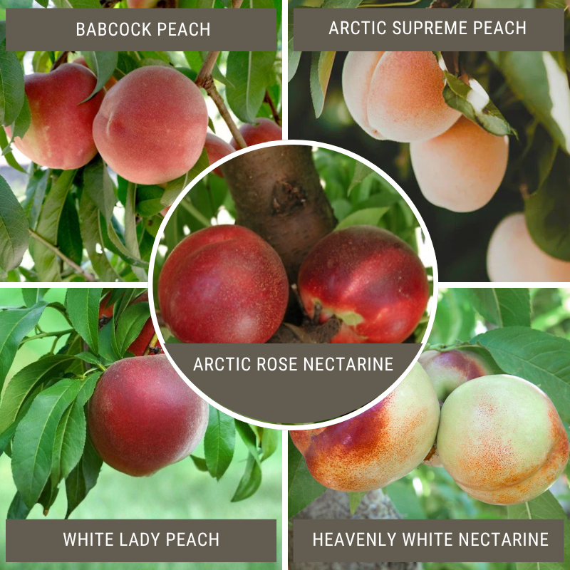 White Peach/Nectarine, 3 on 1 Multi Grafted Fruit Tree Grow Organic
