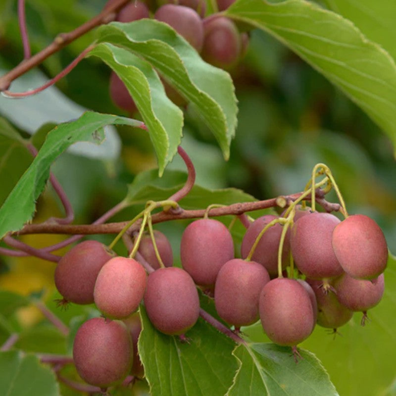 Kiwi-Hardy Ken's Red, Female Grow Organic
