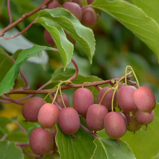 Kiwi-Hardy Ken's Red, Female Grow Organic