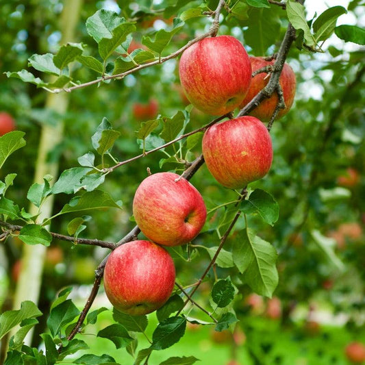 Dwarf Fuji Apple Tree Grow Organic