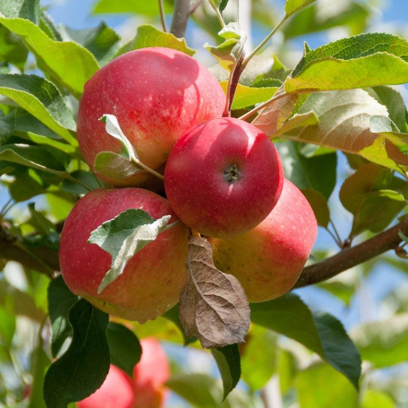 Dwarf Gala Apple Tree Grow Organic