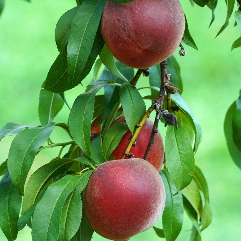 Peach White Lady Tree Grow Organic