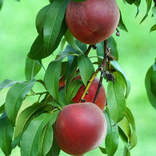 Peach White Lady Tree Grow Organic