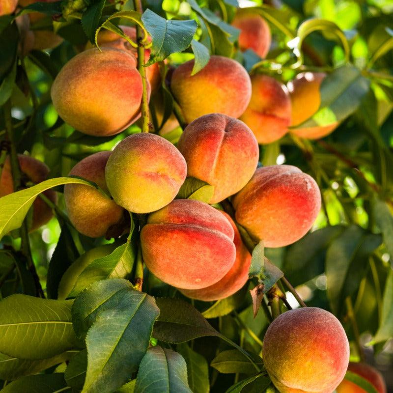 Peach Octoberfest Tree Grow Organic