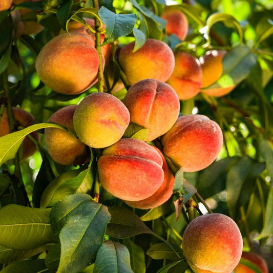 Peach Octoberfest Tree Grow Organic