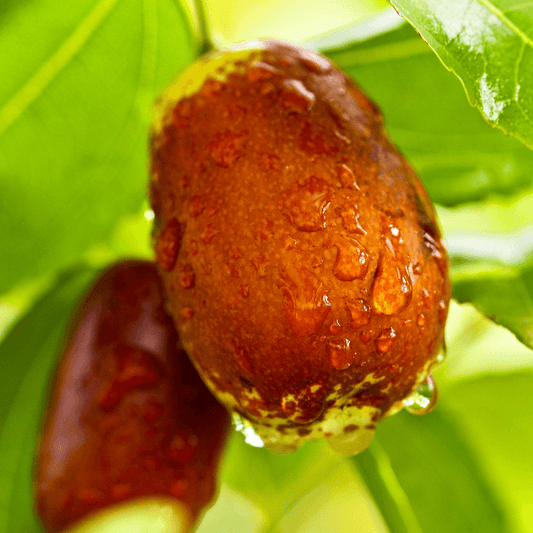 Jujube GA 866 Tree Grow Organic
