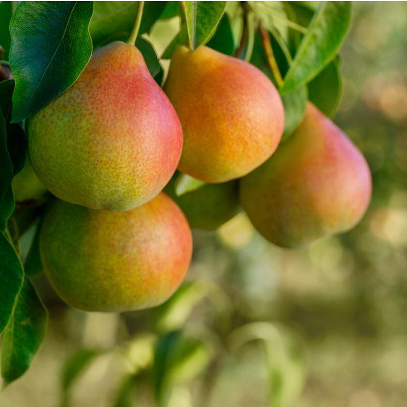Honeysweet Pear Tree Felix Gillet Institute