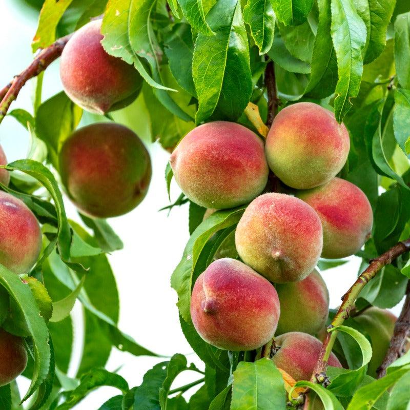 Silver Logan White Peach Tree Felix Gillet Institute