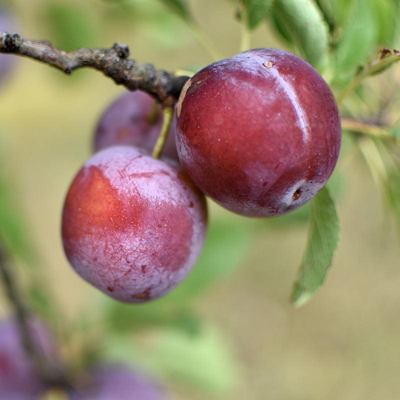 Sidonie Plum Tree Felix Gillet Institute