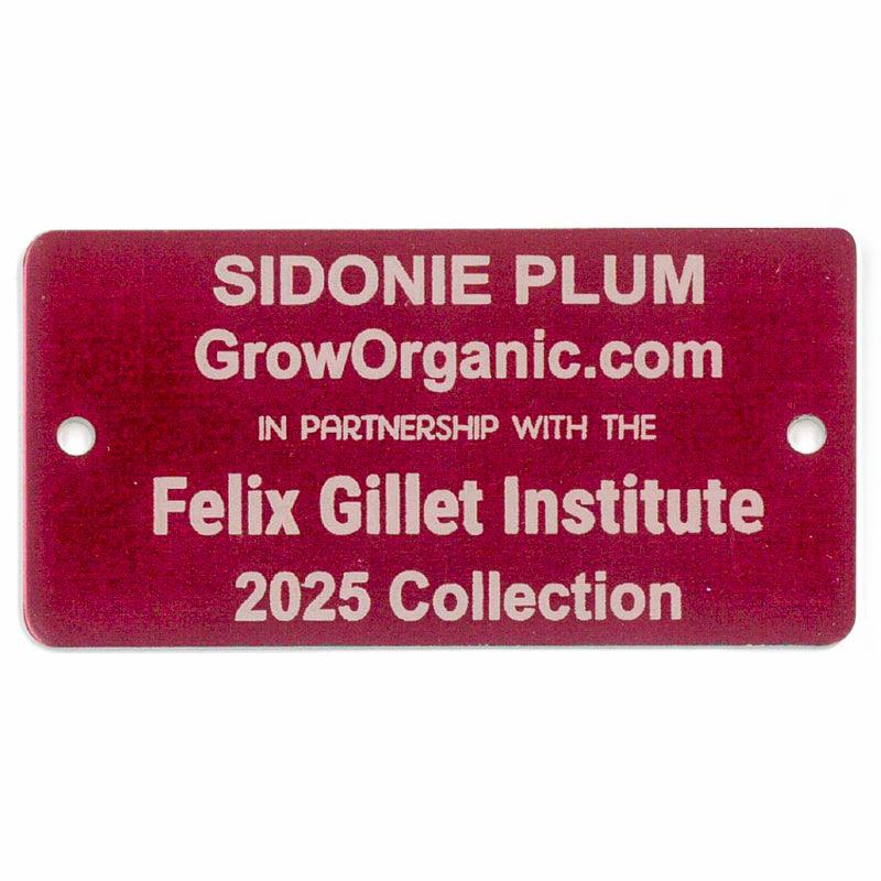 Sidonie Plum Tree Felix Gillet Institute