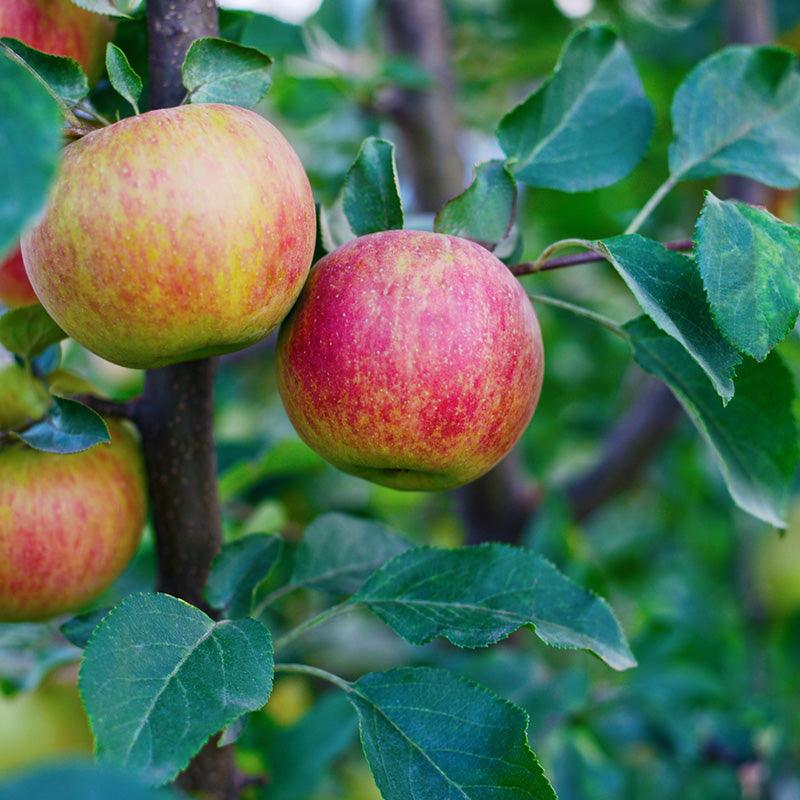 Lowland Raspberry Apple Tree Felix Gillet Institute