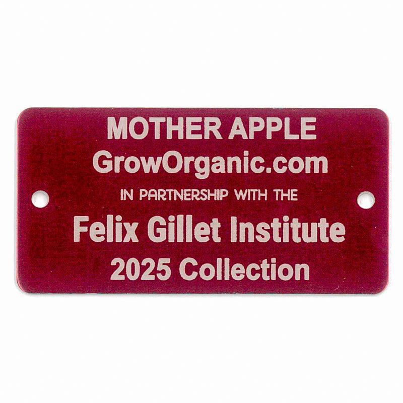 Mother Apple Tree Felix Gillet Institute