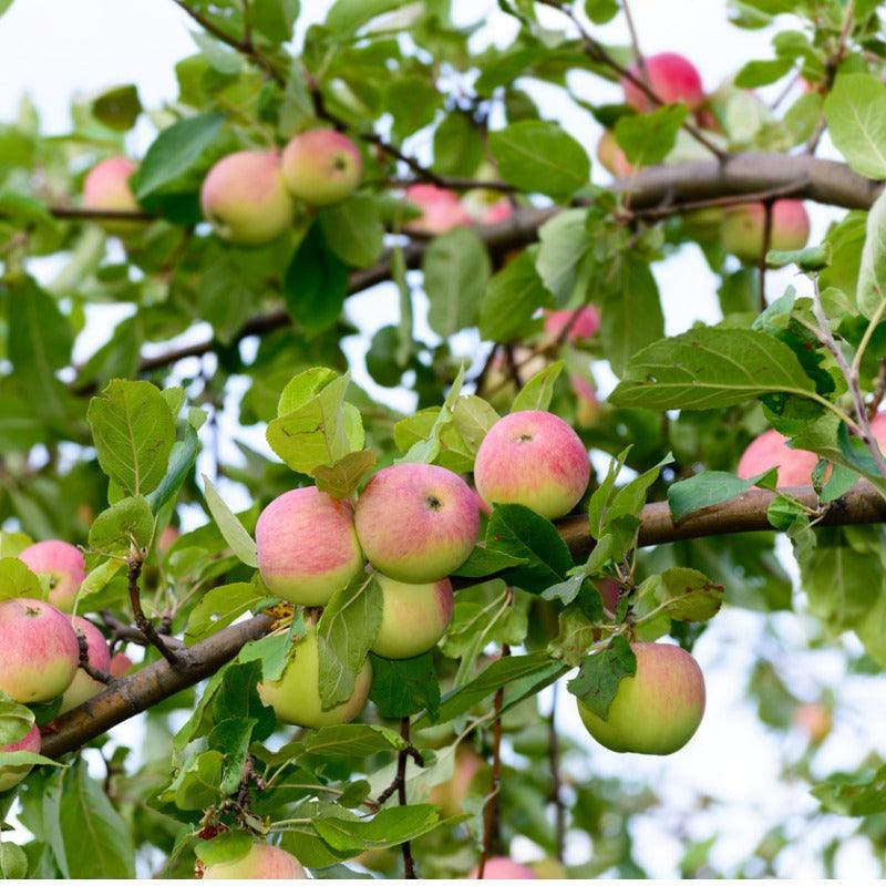 Old School Apple Tree - Grow Organic