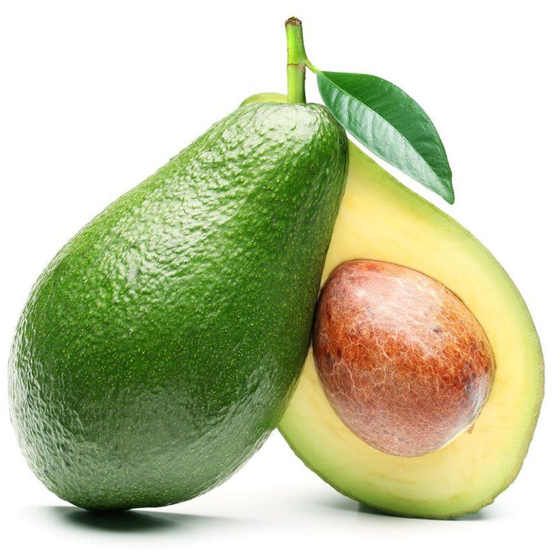 Holiday Avocado Tree (Potted) Primo Size 18"-36" Four Winds Growers