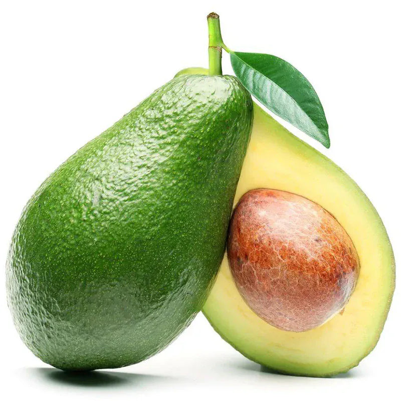 PV Holiday Avocado Tree Primo Size 18"-36" Four Winds Growers