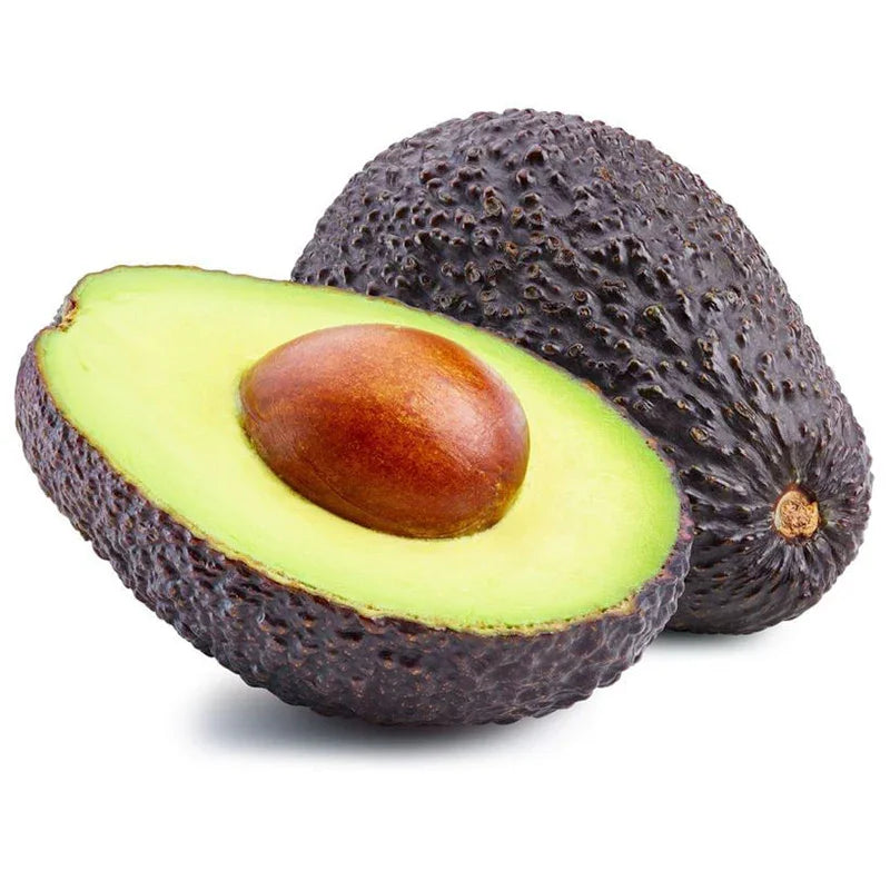 Gem Avocado Tree (Potted) Primo Size 18"-36" Four Winds Growers