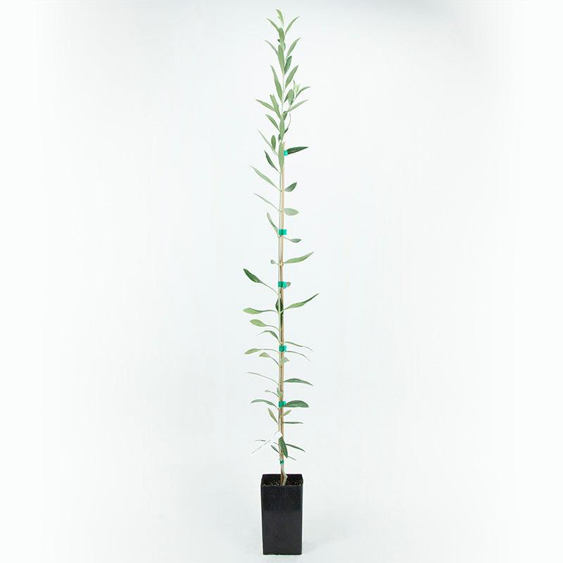 Arbosana Olive Tree Grow Organic
