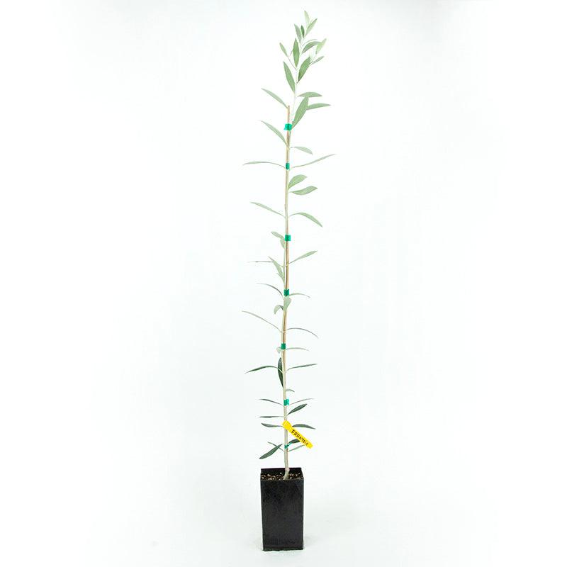 Frantoio Olive Tree Grow Organic