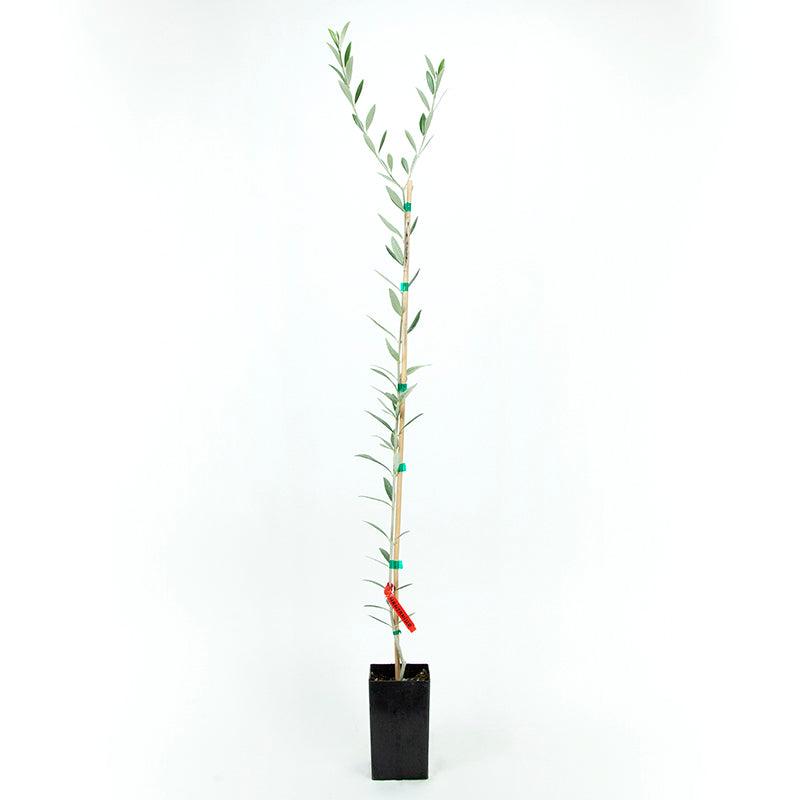 Manzanilla Olive Tree Grow Organic