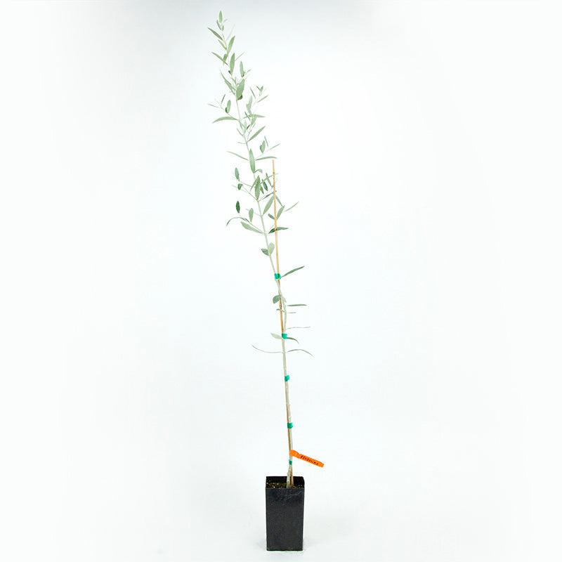 Pendolino Olive Tree Grow Organic