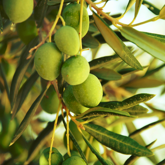 Coratina Olive Tree Grow Organic