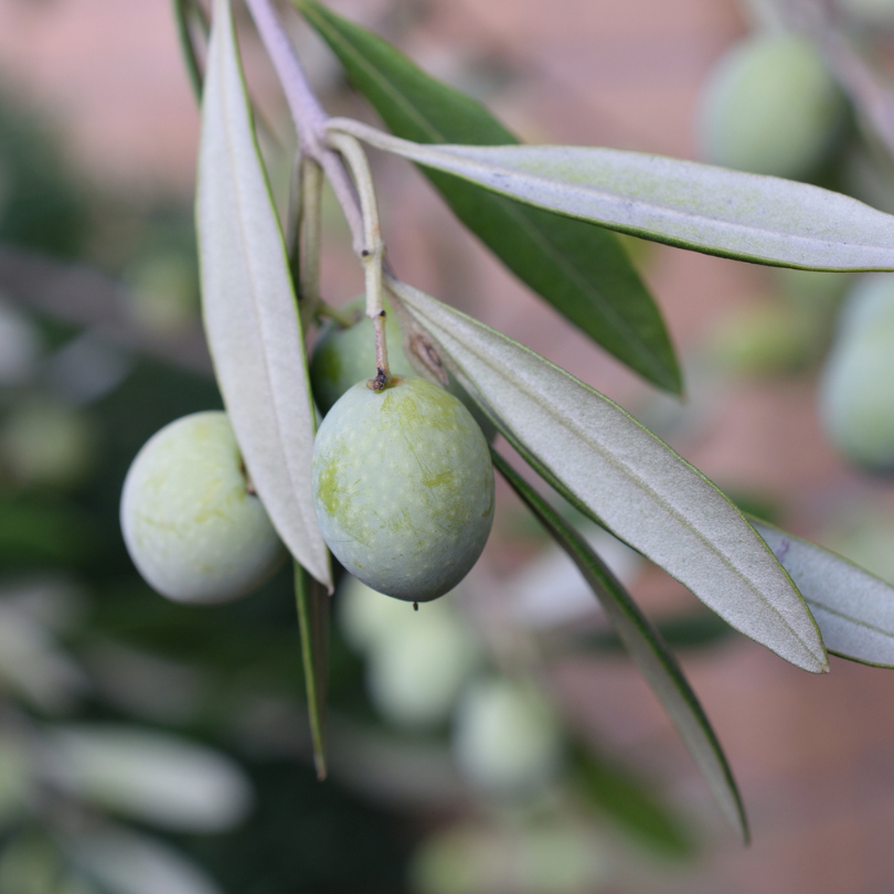 Hojiblanca Olive Tree Grow Organic