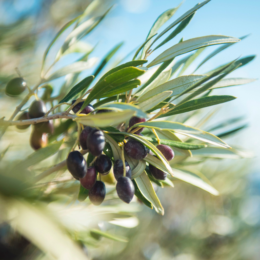 Maurino Olive Tree Grow Organic